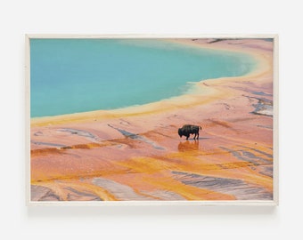 Bison in Yellowstone Park, Grand Prismatic Hot Spring, Western Home Decor, Large Bison Print, National Park Poster