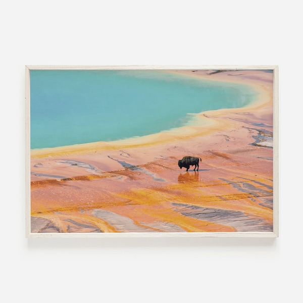 Bison in Yellowstone Park, Grand Prismatic Hot Spring, Western Home Decor, Large Bison Print, National Park Poster
