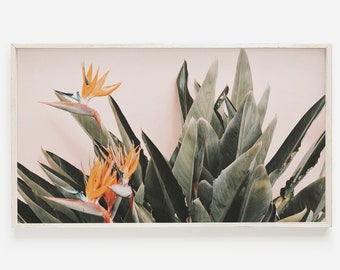 Birds of Paradise Art for TV, Tropical TV Decor, Botanical Plant Photo, Birds Of Paradise Photo, Botanical Print, Summer TV Art, Tv Download
