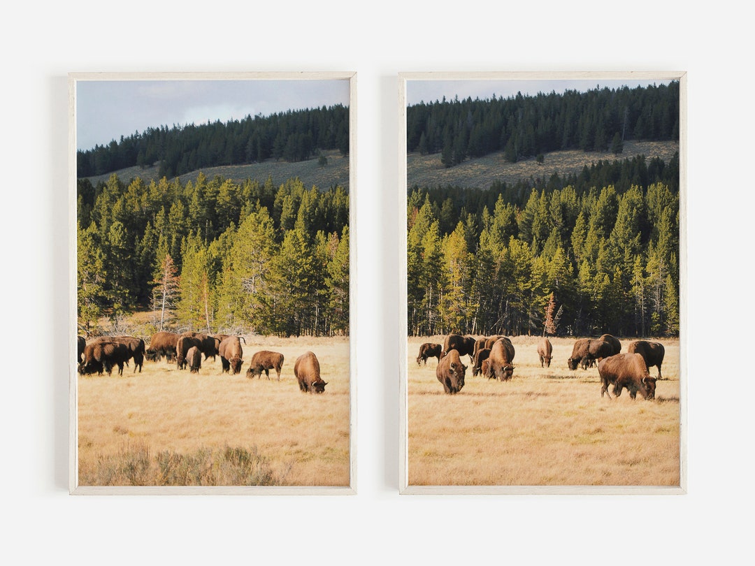 Bison in Field Print Set, Set of 2 Photos, Wildlife Printable, Buffalo ...