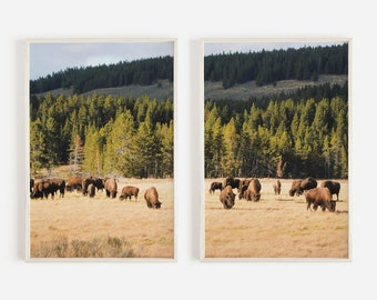 Bisonte en conjunto de impresión de campo, conjunto de 2 fotos, vida silvestre imprimible, arte de pared de búfalo, decoración rústica del hogar