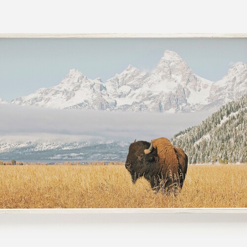 Printable Bison Wall Art Buffalo Print Western Prints Bison Etsy