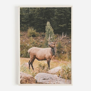 Bull Elk Wall Art, Wildlife Photography, Rustic Home Decor, Landscape Photography, Woodland Animal