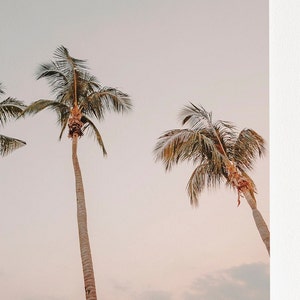 May include: Three palm trees against a light pink sky. The trees are silhouetted against the sky, with their fronds reaching up towards the clouds.