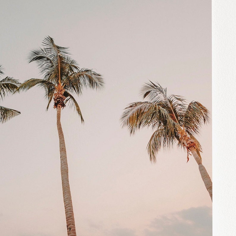 May include: Three palm trees against a light pink sky. The trees are silhouetted against the sky, with their fronds reaching up towards the clouds.