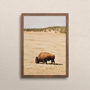 Op de afbeelding: Ingelijste print met een bruine bizon die graast in een veld met droog gras. De achtergrond toont een bomenrij en een bleke lucht. De houten lijst voegt een rustieke touch toe aan het kunstwerk, geschikt voor natuurthema's.