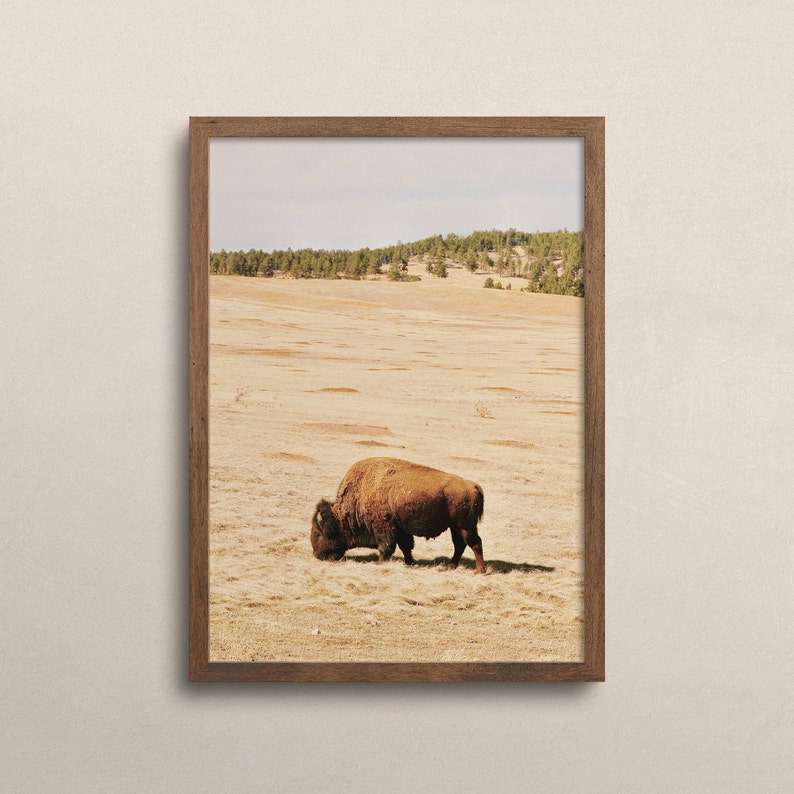 Op de afbeelding: Ingelijste print met een bruine bizon die graast in een veld met droog gras. De achtergrond toont een bomenrij en een bleke lucht. De houten lijst voegt een rustieke touch toe aan het kunstwerk, geschikt voor natuurthema's.