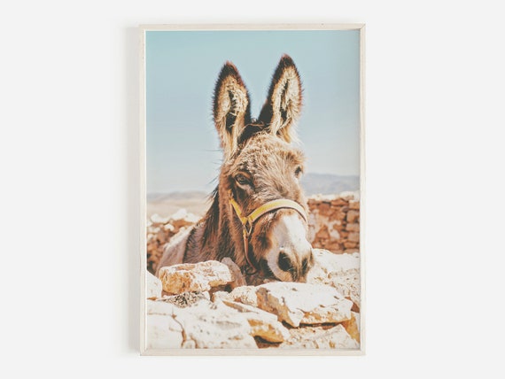 Burro pared 2025
