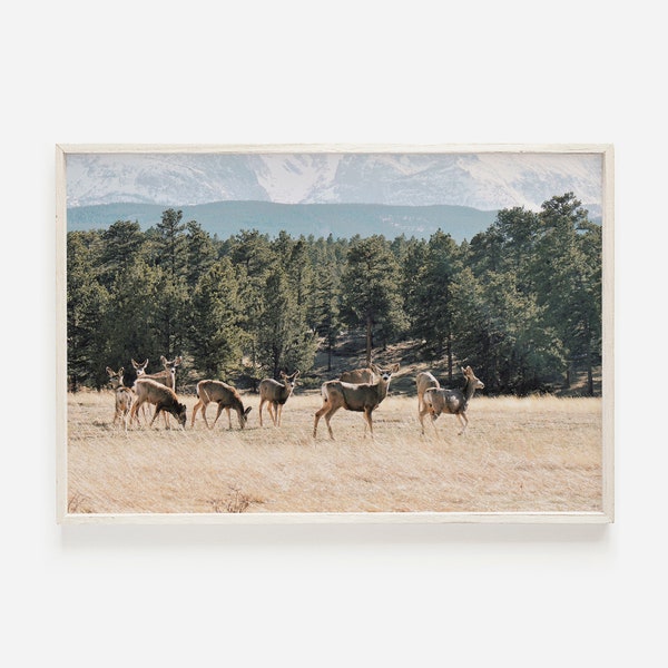 Herd Of Deer Wall Art, Wildlife Photography, Mule Deer Print, Colorado Wall Art, Western Decor, Woodland Forest