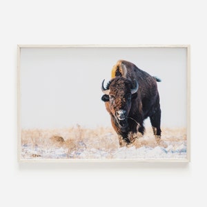 Bison Print, Western Landscape, Farmhouse Decor, Winter Print, Nature Wall Art, Wildlife Photography, Buffalo Printable