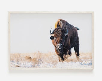 Bison Print, Western Landscape, Farmhouse Decor, Winter Print, Nature Wall Art, Wildlife Photography, Buffalo Printable