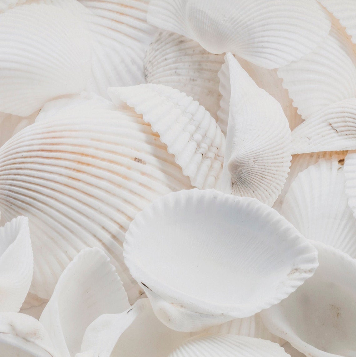 Ocean Shell Digital Frame Samsung Frame TV Art | Sea Shell Photo | Neutral Beach TV Art | Boho ...