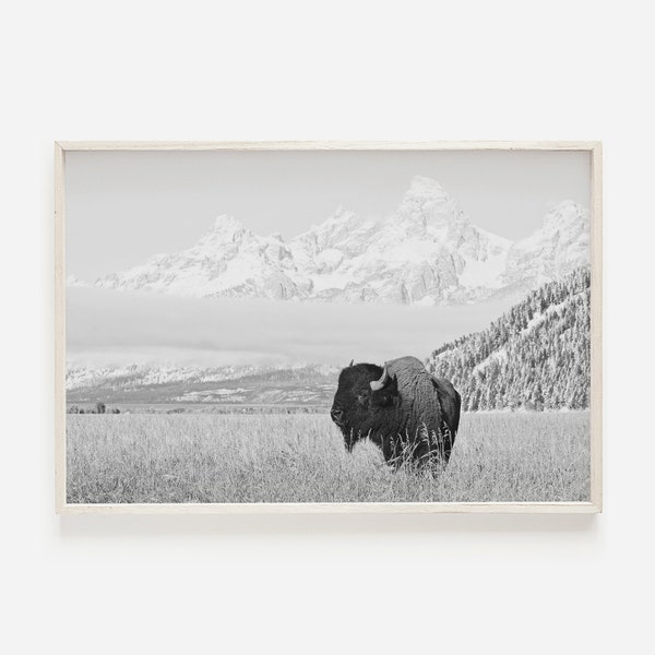 Black and White Bison in Grand Teton, Wyoming Bison Decor, Rustic Home Print, Bison Digital Art, Modern Cabin Photo, Black And White Bison