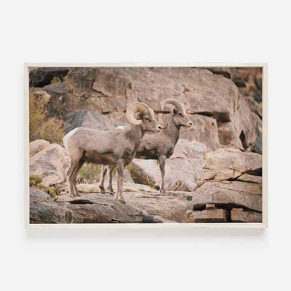 Desert Big Horn Sheep Print, Arizona Desert, Wildlife Photography, Rocky Landscape, Big Horn Sheep Wall Art