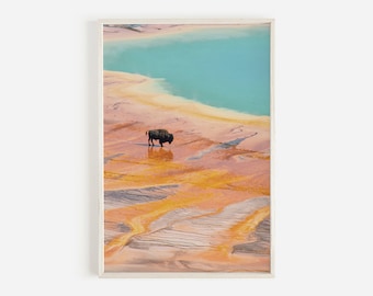 Bison in Yellowstone, Grand Prismatic Spring, Hot Spring Print, Buffalo Wall Art, Western Decor, Yellowstone Wall Art