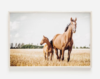 May include: A brown horse and a brown foal stand in a field of tall, dry grass. The horse is looking at the camera, while the foal is looking to the side. The sky is cloudy and blue.