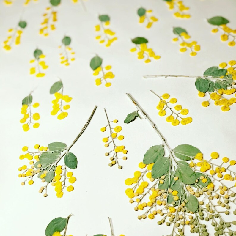 30 Pieces Pressed Dried Australian Wattle Flowers: Scrapbooking Craft & Card Making Supplies