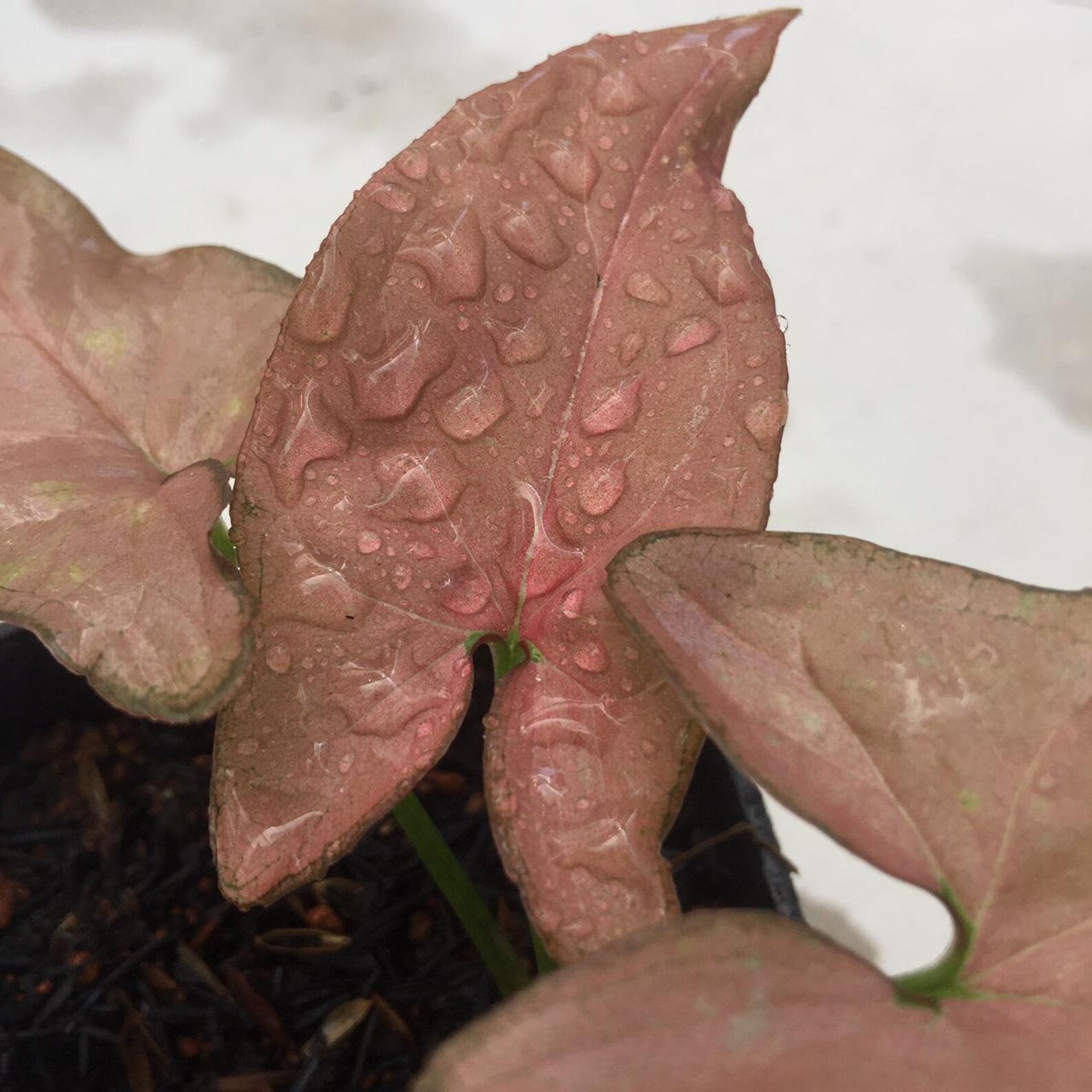 Syngonium Pink Neon Robusta Etsy