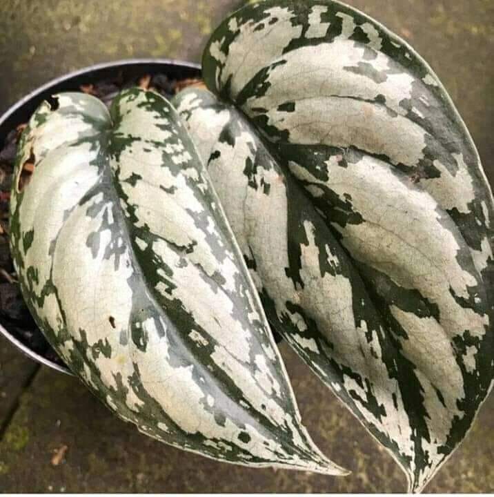 New Varieties Scindapsus Pictus Grey