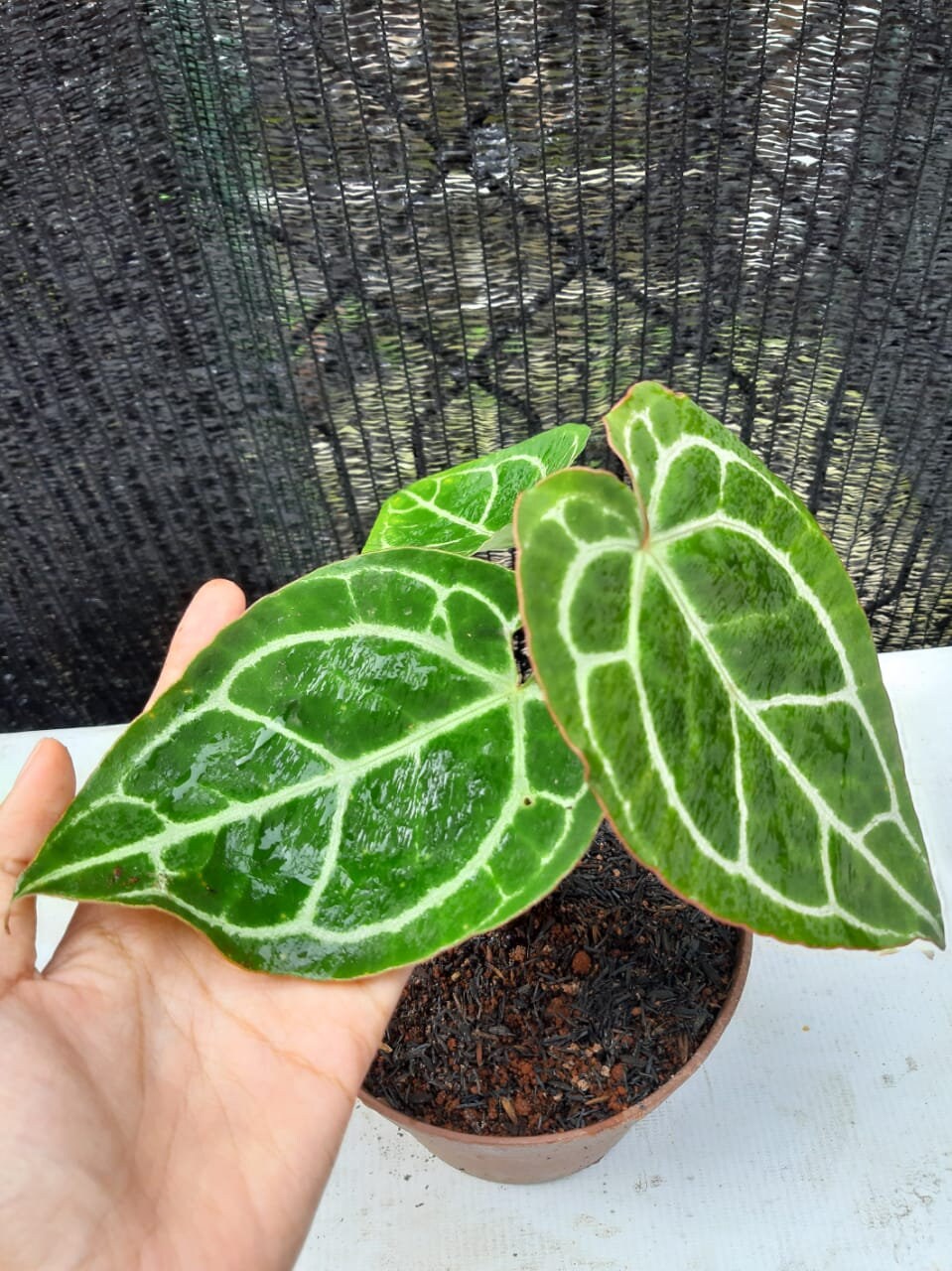 Anthurium Crystallinum 2-3 Leaves