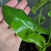 Thaumatophyllum previously Philodendron stenobolum VERY RARE image 1