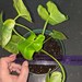 Thaumatophyllum previously Philodendron stenobolum VERY RARE image 3
