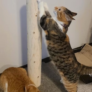 以下が含まれることがあります： オレンジと虎柄の2匹の猫が、爪とぎで遊んでいます。虎柄の猫は後ろ足で立ち上がり、前足で爪とぎを引っ掻いています。オレンジの猫は床に座って、虎柄の猫を見ています。