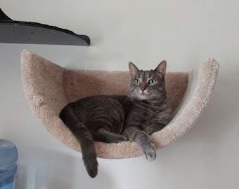 all types of pet lizards