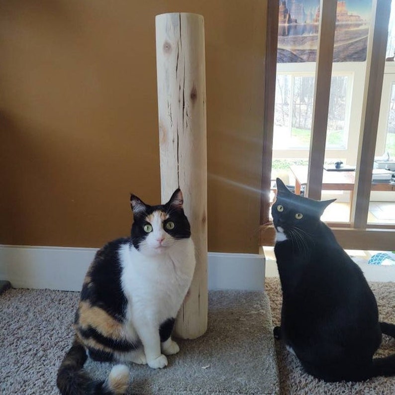 以下が含まれることがあります： 2匹の猫がカーペットの上で座っています。1匹は三毛猫で、もう1匹は黒猫です。三毛猫の後ろには木の丸太があります。