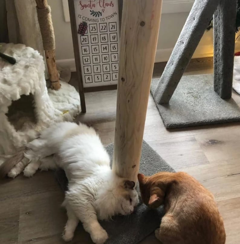 以下が含まれることがあります： 白い猫とオレンジ色の猫の2匹が、木の猫用爪とぎの横に、灰色のカーペットの上に横たわっています。白い猫は横向きに寝ていて、頭は柱に寄りかかっています。オレンジ色の猫は腹ばいになって寝ていて、頭はカーペットに寄りかかっています。背景には、クリスマスのカウントダウンが書かれた木製の看板が見えます。