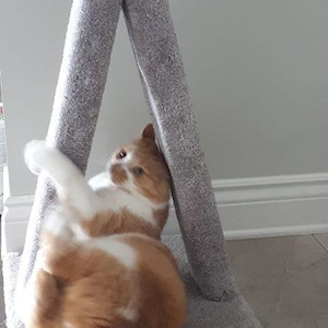 May include: A ginger and white cat playing on a gray cat tree. The cat is upside down and has its paws on the top of the cat tree.