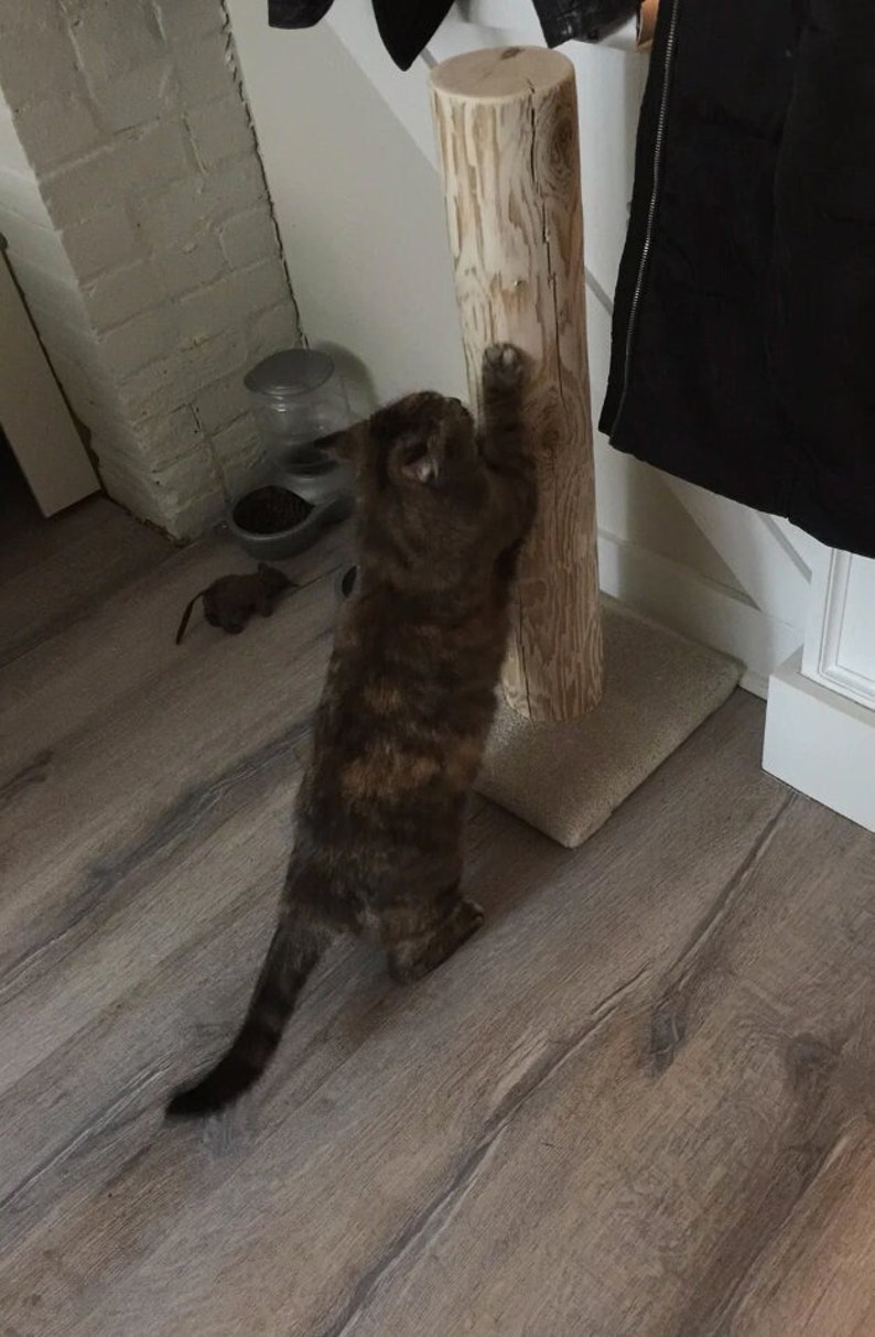 以下が含まれることがあります： 茶トラの猫が、自然な木の猫用爪とぎを引っ掻いています。柱はベージュの台座に設置されており、家庭環境にあります。