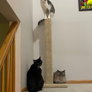 May include: Three cats on a cat tree. A black cat sits on the bottom step, a grey and white cat sits on the top of the cat tree, and a grey tabby cat sits on the bottom of the cat tree.