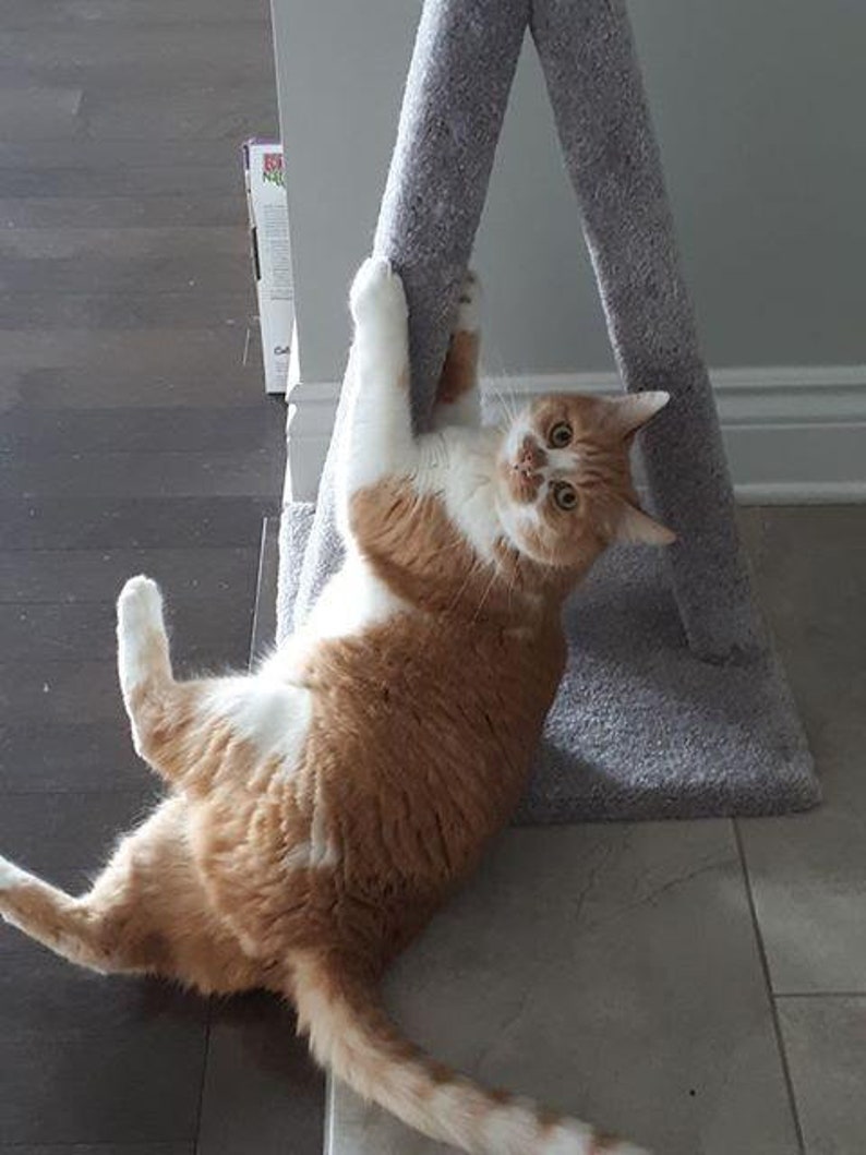 May include: A white and orange tabby cat playing on a gray cat tree. The cat is hanging from the top of the tree with its paws wrapped around the post.