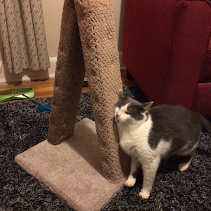 May include: A gray and white cat rubs its face on a beige cat scratching post. The post is made of a soft, textured material and has a square base. The cat is standing on a gray shag carpet.