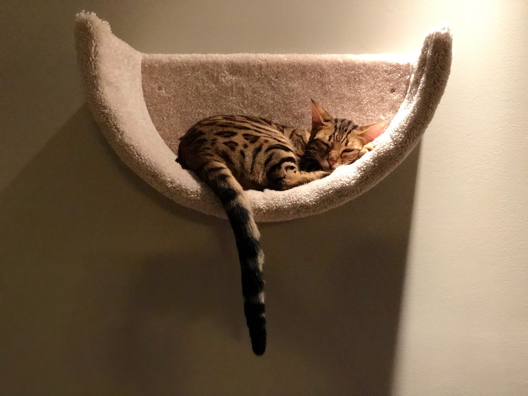 Wall Mounted Cat Bed/cat Bed/cat Shelf/pet Bed/kitten Bed/cat - Etsy Canada