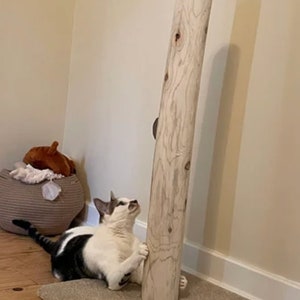 以下が含まれることがあります： ベージュのカーペットの土台に、白とグレーの猫が天然木の猫用爪とぎを引っ掻いている様子です
