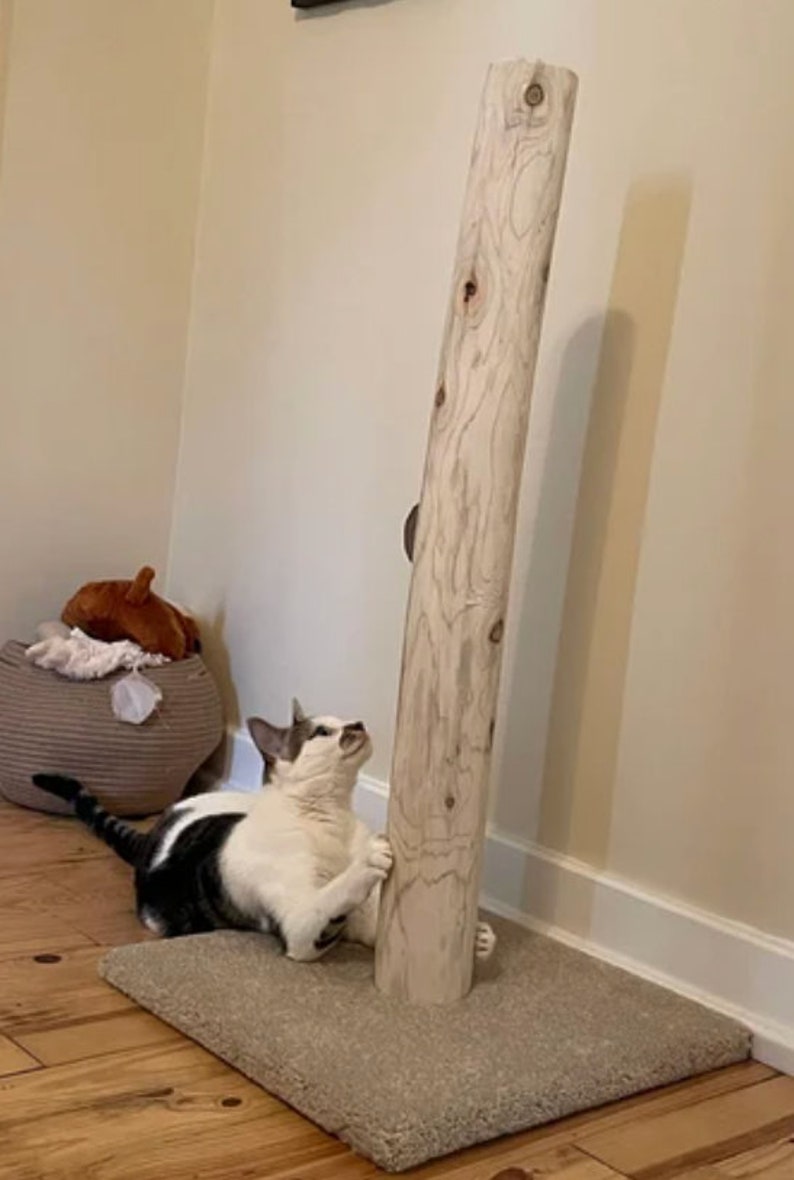 以下が含まれることがあります： ベージュのカーペットの土台に、白とグレーの猫が天然木の猫用爪とぎを引っ掻いている様子です