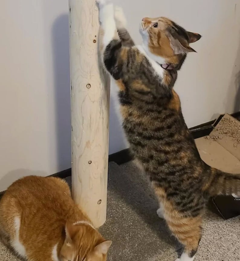 以下が含まれることがあります： オレンジと虎柄の2匹の猫が、爪とぎで遊んでいます。虎柄の猫は後ろ足で立ち上がり、前足で爪とぎを引っ掻いています。オレンジの猫は床に座って、虎柄の猫を見ています。
