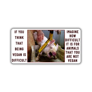 Vegan activist stickers pack activism for animal pig bacon animal lovervegan is difficult for the animal liberation pig flesh bacon is cruel