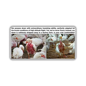 Vegan activist stickers pack BDA Cruelty of down goose feather in winter coat goose confined in factory farm down is ripped off suffering