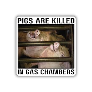 Vegan activist stickers pack Pigs are killed in gas chambers Pig are not food cute piggy deserve to live justice for all sentients being fta