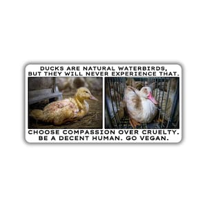 Vegan activist stickers pack duck in cage duck natural waterbird dirty floor choose compassion over cruelty be vegan be decent human being