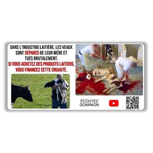 60 Végane activiste autocollants paquet sticker pack (Dans l'industrie laitière les veaux sont séparés de leur mère et tués brutalement)