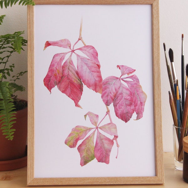 Print of watercolor painting Parthenocissus quinquefolia botanical illustration Printed wall decor Colorful poster