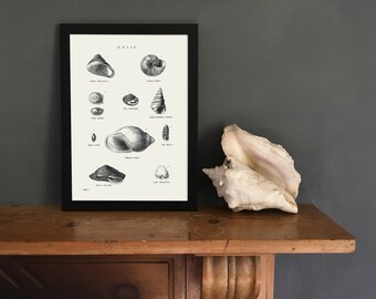 Coastal, beach house, shell collection, Framed A3 Fine Art Print - HELIX