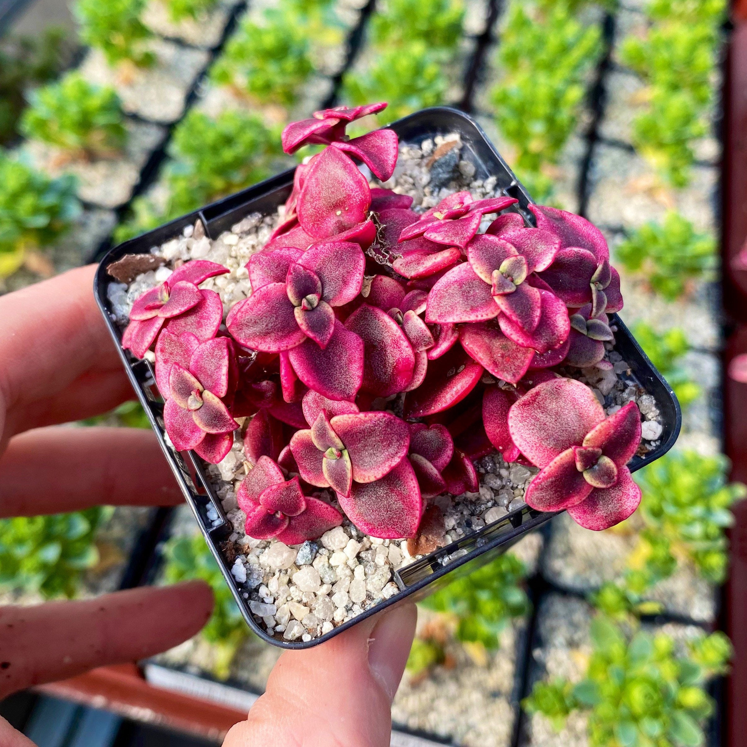 Succulent / Crassula pellucida Rubra / Live Plant / Specimen Etsy