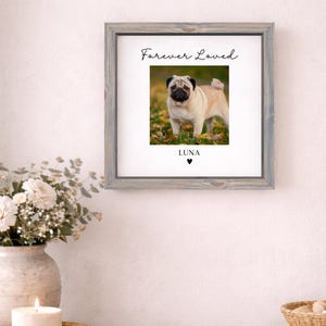 Puede incluir: Fotograf&iacute;a enmarcada de un carlino beige con hocico negro, sobre un fondo de hojas. El marco gris lleva las inscripciones "Forever Loved" y "LUNA", con un s&iacute;mbolo de coraz&oacute;n. Un objeto decorativo para el hogar.