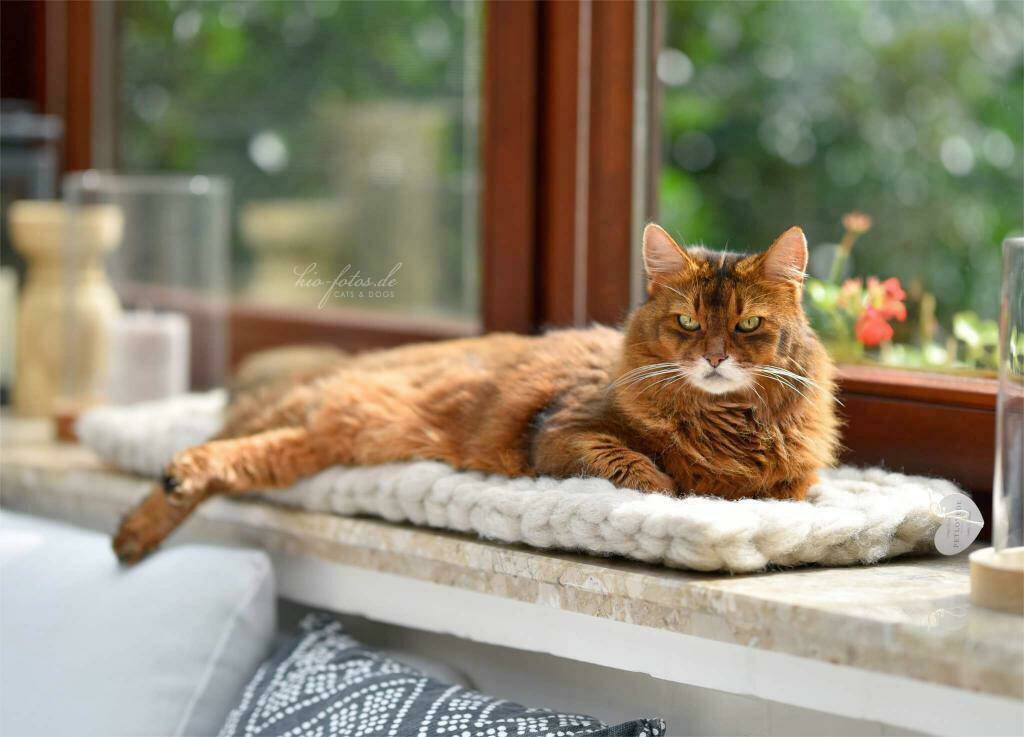 Lit Plat Pour Chat Le Rebord de La Fenêtre ou d'autres Meubles Dans Nombreuses Couleurs et Tailles