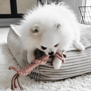 Dog toys - retrieving toys